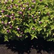 ヒメ日記 2025/08/30 12:27 投稿 芦田和恵 五十路マダム 博多店