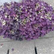 芦田和恵 あさ 五十路マダム 博多店