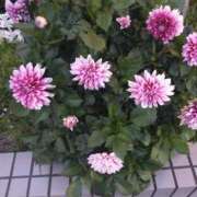 ヒメ日記 2025/12/11 11:41 投稿 芦田和恵 五十路マダム 博多店