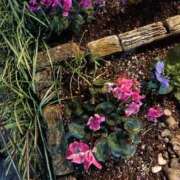 ヒメ日記 2025/12/29 07:27 投稿 芦田和恵 五十路マダム 博多店