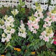 ヒメ日記 2026/01/02 08:07 投稿 芦田和恵 五十路マダム 博多店