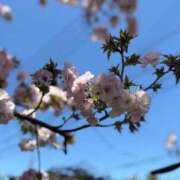 ヒメ日記 2026/03/23 10:17 投稿 白井　なぎさ 東京ローズマリー