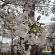 ヒメ日記 2026/03/26 09:27 投稿 白井　なぎさ 東京ローズマリー