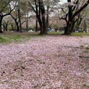 ヒメ日記 2026/04/10 23:17 投稿 白井　なぎさ 東京ローズマリー