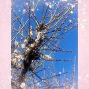 ヒメ日記 2025/02/15 20:04 投稿 みい ハニープラザ（ユメオト）