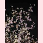 ヒメ日記 2025/03/31 23:17 投稿 みい ハニープラザ（ユメオト）