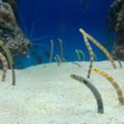 ヒメ日記 2025/05/28 11:07 投稿 さら しろうとCollection