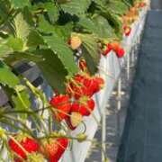 ヒメ日記 2025/06/17 11:27 投稿 さら しろうとCollection