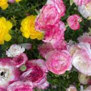 ヒメ日記 2025/06/24 15:15 投稿 さら しろうとCollection