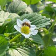 ヒメ日記 2025/07/17 11:30 投稿 さら しろうとCollection