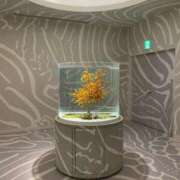 ヒメ日記 2026/03/24 15:40 投稿 さら しろうとCollection