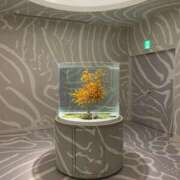 ヒメ日記 2026/03/24 15:47 投稿 さら しろうとCollection