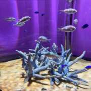 ヒメ日記 2026/03/25 13:35 投稿 さら しろうとCollection