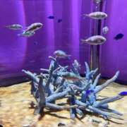 ヒメ日記 2026/03/25 13:47 投稿 さら しろうとCollection