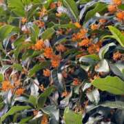 ヒメ日記 2026/04/03 16:02 投稿 さら しろうとCollection