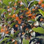 ヒメ日記 2026/04/03 16:08 投稿 さら しろうとCollection