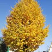 ヒメ日記 2025/11/10 07:53 投稿 氷室はるな 人妻家久喜