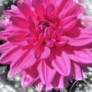 ヒメ日記 2025/11/14 08:53 投稿 氷室はるな 人妻家久喜