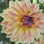 ヒメ日記 2025/12/01 08:15 投稿 氷室はるな 人妻家久喜