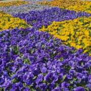 ヒメ日記 2026/04/20 08:02 投稿 氷室はるな 人妻家久喜