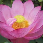 ヒメ日記 2025/07/31 08:32 投稿 氷室はるな 人妻家 古河・小山店