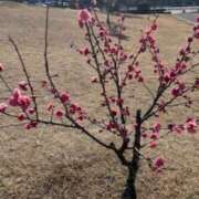 ヒメ日記 2024/03/21 08:26 投稿 坂野はるよ 五十路マダム愛されたい熟女たち 福山店(カサブランカグループ)