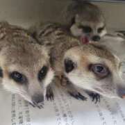 ヒメ日記 2024/12/18 08:37 投稿 みのり　男を狂わせる黒髪美女 今ドキ マットMAX