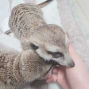 ヒメ日記 2025/01/25 10:32 投稿 みのり 男を狂わせる黒髪美女 今ドキ マットMAX