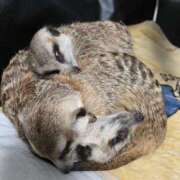 ヒメ日記 2025/02/09 09:51 投稿 みのり　男を狂わせる黒髪美女 今ドキ マットMAX