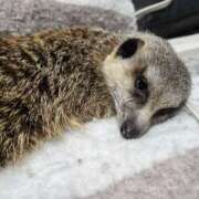 ヒメ日記 2025/02/18 03:17 投稿 みのり　男を狂わせる黒髪美女 今ドキ マットMAX