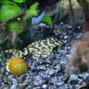 ヒメ日記 2025/02/25 07:00 投稿 みのり　男を狂わせる黒髪美女 今ドキ マットMAX