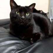 ヒメ日記 2025/03/09 05:17 投稿 みのり　男を狂わせる黒髪美女 今ドキ マットMAX