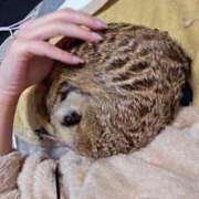 ヒメ日記 2025/03/22 04:32 投稿 みのり　男を狂わせる黒髪美女 今ドキ マットMAX