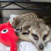 ヒメ日記 2025/04/03 06:32 投稿 みのり　男を狂わせる黒髪美女 今ドキ マットMAX