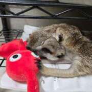 ヒメ日記 2025/04/10 10:22 投稿 みのり　男を狂わせる黒髪美女 今ドキ マットMAX