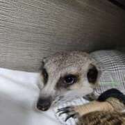 ヒメ日記 2025/04/12 09:32 投稿 みのり　男を狂わせる黒髪美女 今ドキ マットMAX