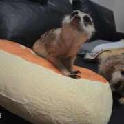 ヒメ日記 2025/04/26 09:49 投稿 みのり　男を狂わせる黒髪美女 今ドキ マットMAX