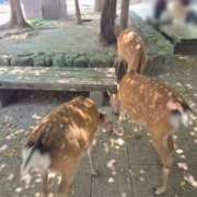 ヒメ日記 2025/07/24 17:05 投稿 みのり　男を狂わせる黒髪美女 今ドキ マットMAX