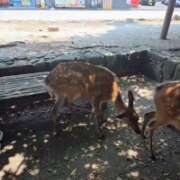 ヒメ日記 2025/07/25 19:19 投稿 みのり　男を狂わせる黒髪美女 今ドキ マットMAX