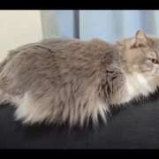 ヒメ日記 2025/07/28 22:19 投稿 みのり　男を狂わせる黒髪美女 今ドキ マットMAX