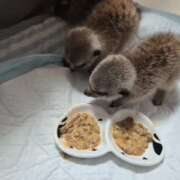 ヒメ日記 2025/08/03 10:05 投稿 みのり　男を狂わせる黒髪美女 今ドキ マットMAX