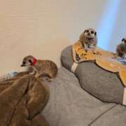 ヒメ日記 2025/08/26 21:38 投稿 みのり　男を狂わせる黒髪美女 今ドキ マットMAX