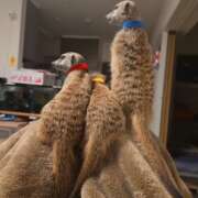 ヒメ日記 2025/09/06 17:05 投稿 みのり　男を狂わせる黒髪美女 今ドキ マットMAX