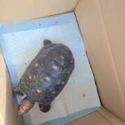 ヒメ日記 2025/09/14 15:33 投稿 みのり　男を狂わせる黒髪美女 今ドキ マットMAX