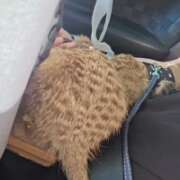 ヒメ日記 2025/09/29 09:29 投稿 みのり　男を狂わせる黒髪美女 今ドキ マットMAX