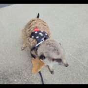 ヒメ日記 2025/10/13 09:37 投稿 みのり　男を狂わせる黒髪美女 今ドキ マットMAX