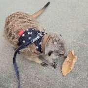 ヒメ日記 2025/10/14 21:19 投稿 みのり　男を狂わせる黒髪美女 今ドキ マットMAX