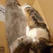 ヒメ日記 2025/10/21 22:35 投稿 みのり　男を狂わせる黒髪美女 今ドキ マットMAX