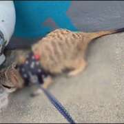 ヒメ日記 2025/10/24 07:05 投稿 みのり　男を狂わせる黒髪美女 今ドキ マットMAX