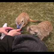 ヒメ日記 2025/10/26 09:59 投稿 みのり　男を狂わせる黒髪美女 今ドキ マットMAX